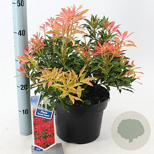 Pieris 'Forest Flame' 30-40 cm 5,0L