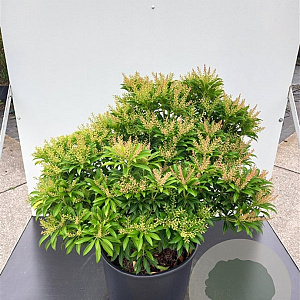Pieris jap. 'Purity' 60-80 cm 20L breed