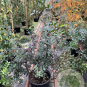 Pistacia lentiscus 125-150 cm 20L