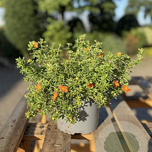 Potentilla f. 'Red Ace' 20-30 cm 2,0L
