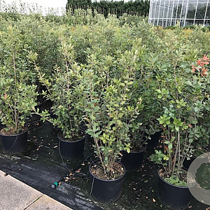 Quercus ilex 100-125 cm 20L