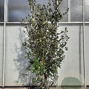 Quercus ilex 200-250 cm 50L