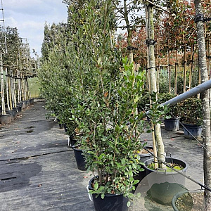 Quercus ilex 200-250 cm 50L