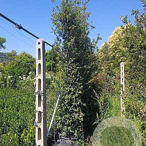 Quercus ilex 350-400 cm container