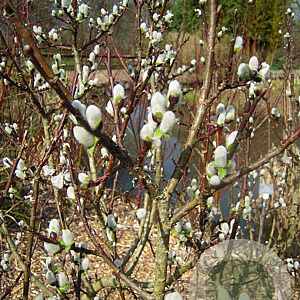 Salix hastata 'Wehrhahnii' 50-60 cm 20L breed