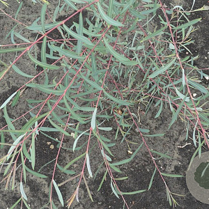 Salix purpurea 'Nancy Saunders' 100-125 cm 20L