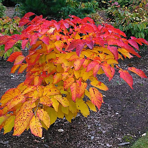 Sapium japonicum 60-80 cm 20L breed