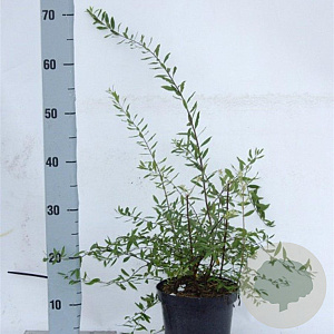 Spiraea cinerea 'Grefsheim' 40-50 cm 2,0L