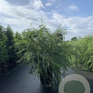 Spiraea cinerea 'Grefsheim' 100-125 cm 20L