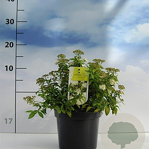 Spiraea jap. 'Albiflora' 20-30 cm 2,0L