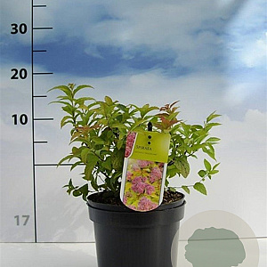 Spiraea jap. 'Goldflame' 20-30 cm 2,0L