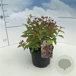 Spiraea jap. 'Goldflame' 20-30 cm 2,0L