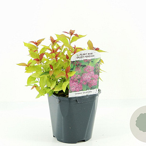 Spiraea jap. 'Goldflame' 20-30 cm 2,0L