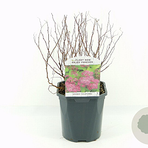 Spiraea jap. 'Goldflame' 20-30 cm 2,0L