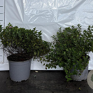 Spiraea jap. 'Little Princess' 20-30 cm 2,0L