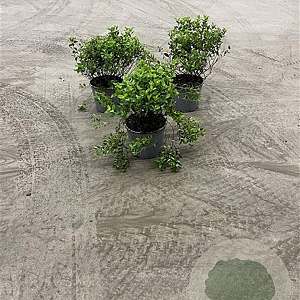 Spiraea jap. 'Little Princess' 20-30 cm 2,0L