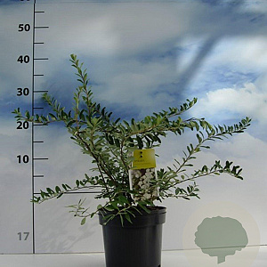 Spiraea nipp. 'Snowmound' 30-40 cm 2,0L