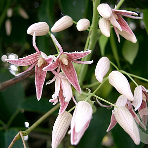 Stauntonia hexaphylla 175-200 cm 20L 3 stok