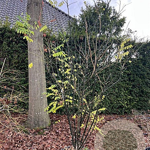 Styphnolobium japonicum 200-250 cm cont. 80L