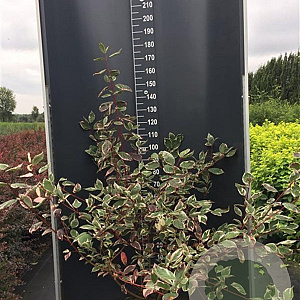 Cornus alba 'Sibirica Variegata' 125-150 cm 12L