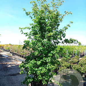 Cornus kousa chinensis 350-400 cm cont. 130L