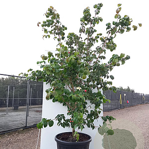 Cornus k. 'Satomi' 175-200 cm cont. 80L