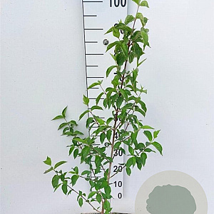 Cornus mas 40-60 cm 4,0L