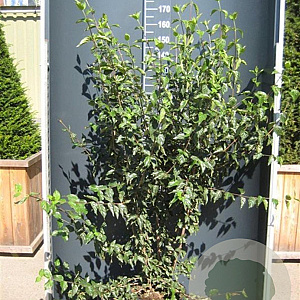 Cornus mas 175-200 cm 20L