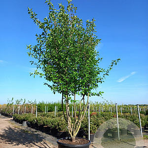 Cornus mas 300-350 cm cont. 290L paraplu