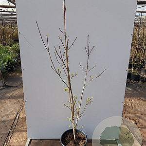 Cornus rutgersensis 'Pevé Sammy' 125-150 cm 20L BEVEERD