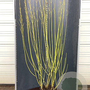 Cornus sericea 'Flaviramea' 175-200 cm 20L