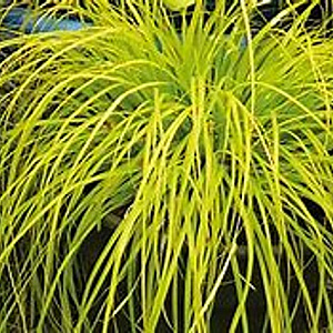 Carex 'Everillo' C1.5 wortelecht
