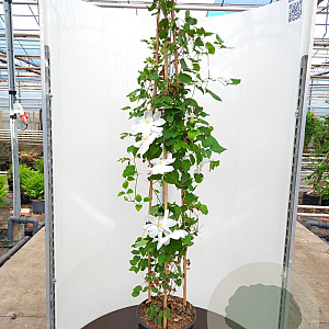 Clematis 'Madame Le Coultre'# 175-200 cm 20L 3 stok