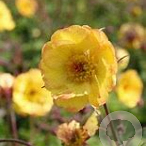 Geum 'Tequila Sunrise' GM P13