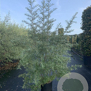 Hippophae rhamnoides 100-125 cm 20L