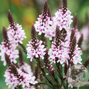 Verbena hastata 'Pink Spires' GM P13