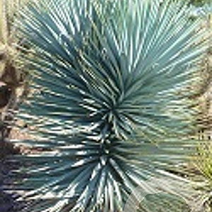 Yucca rigida 'Blue Sentry' 80-100 cm 20L