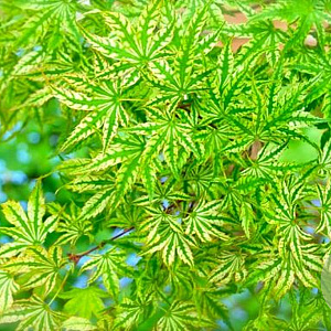 Acer palmatum 'Higasayama' 250-300 cm cont. 180L