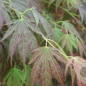Acer palmatum 'Kinran' 175-200 cm cont. 80L