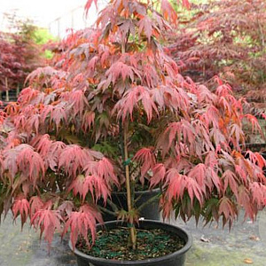 Acer palmatum 'Oregon Sunset' 100-125 cm 50L