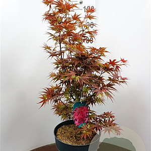 Acer palmatum 'Pixie' 200-250 cm 20L