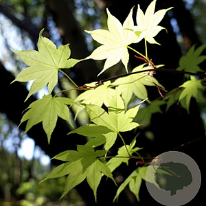Acer palmatum 'Saoshika' 250-300 cm cont. 180L