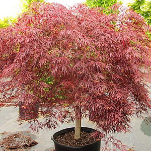 Acer palmatum 'Tamukeyama' 100-125 cm 35L