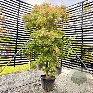 Acer palmatum 'Ueno-yama' 175-200 cm 20L