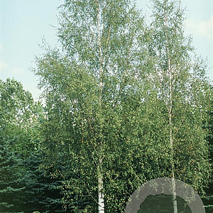 Betula pendula 'Dalecarlica' 175-200 cm 20L