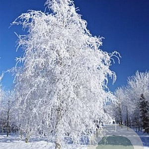 Betula pendula 'Spider Alley' 150-175 cm 20L
