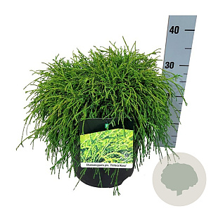 Chamaecyparis p. 'Filifera Nana' 40-45 cm 10L