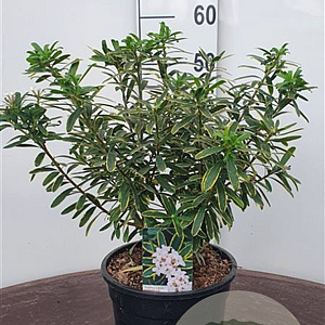 Daphne transatlantica 'Summer Ice' 60-80 cm 20L breed