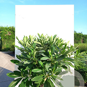 Edgeworthia chrysantha 'Grandiflora' 100-125 cm 20L