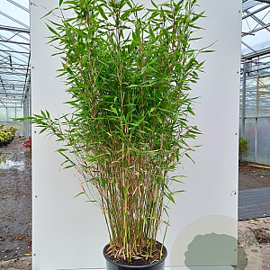 Fargesia murielae 'Sunshine' 125-150 cm 20L